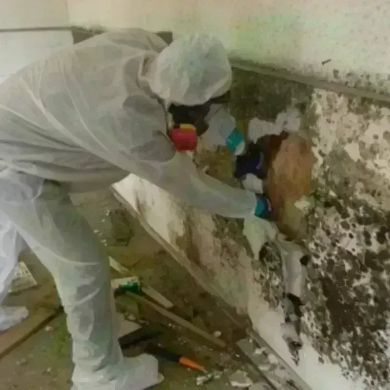 Mold Remediation and Removal in South Greeley, WY